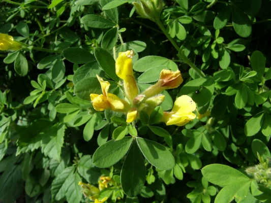 regensburgerzwerggeissklee_chamaecytisus-ratisbonensis_-fabaceae-a-c.leitner-bb8c746d6230cbbbc9a1dde0d1677521