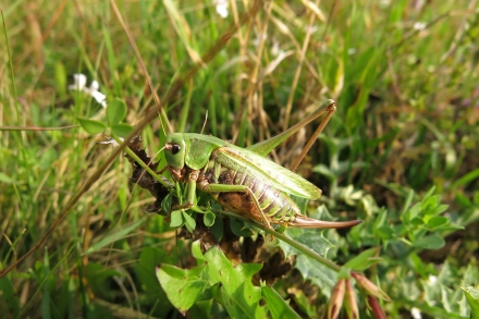 ro13-2014.09.10-decticus-verrucivorus-a-c.leitner-1-557b229f6a7e12d9410d83ce9ea653a6