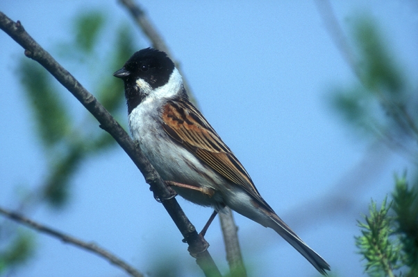 rohrammer-emberiza-schoeniclus-001-maennchen-foto-copyright-josef-limberger-koaserin-heiligenberg-ooe-80bf5c7338b125cb8a0a931c16e15912