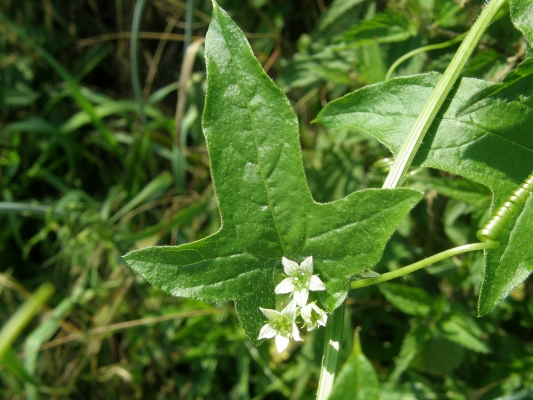 rotfruechtige-zaunbeere_bryonia-dioica_cucurbitaceae-c.leitner-c19528c3ab46e887f366d4fce2980783