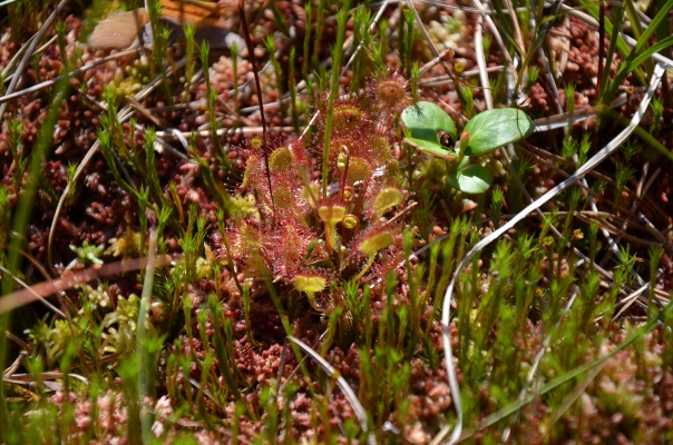 rundblaettriger-sonnentau_drosera-rotundifolia_droseraceae-ad.priller-0399adff5b8a81cd9d3f53f79d788223