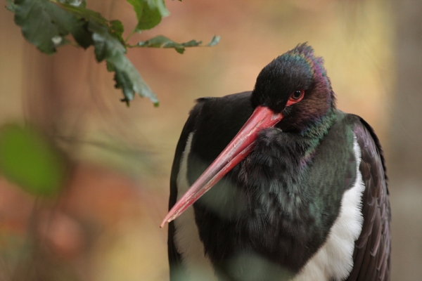 schwarzstorch-ciconia-nigra-potrait-foto-copyright-josef-limberger-np.-bayr.wald-captive-dc061f856b056fa6b3757d10859cead4