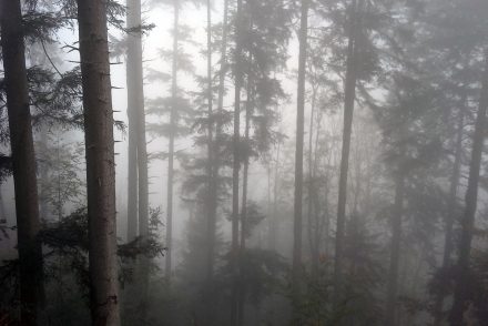 sd04-2017.10.16-hoellerwald-west-im-nebel-a-m.schwarz-3-08ff50fcb9813c3d0c1cf622462f0094