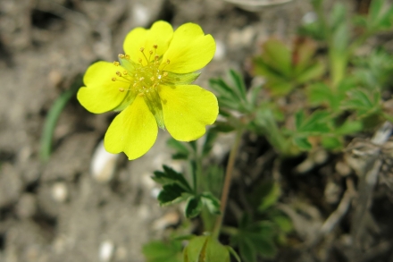 se01-2015.04.24-potentilla-sp.-a-c.leitner-a09ee6624c8de900c02340a4c9da8db4