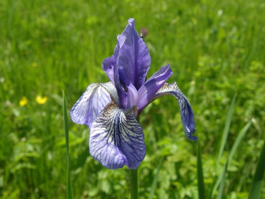 sibirischeschwertlilie_iris-sibirica_iridaceae-a-c.leitner-fee15a662037a4e9021351e60a8c1d03