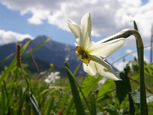 sternnarzisse_amaryllidaceae-narcissus-radiiflorus-a-c.leitner-d74e118138c6779f89b8e30e6b96a90c