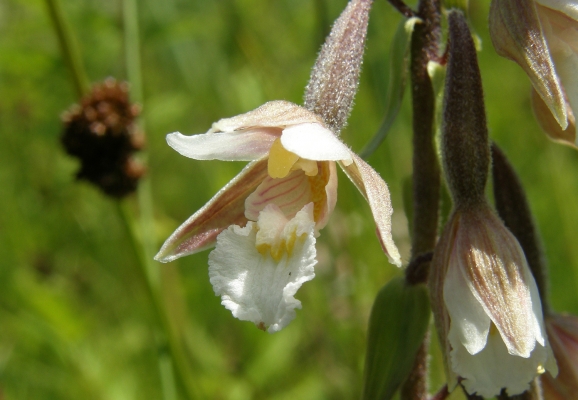 sumpfstaendelwurz_epipactis-palustris_orchidaceae-a-c.leitner-1edd29a9892b50d5b6f60abba24b4b14