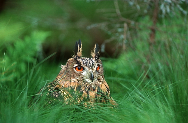 uhu-bubo-bubo-im-moor-foto-copyright-josef-limberger-sandl-ooe.august-2002-652835faca6d323cc0417c2de6bce8f6