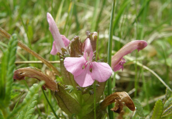 waldlaeusekraut_pedicularis-sylvatica_orobanchaceae-a-c.leitner-52f5de56973077f441bc1bd484c5fa36