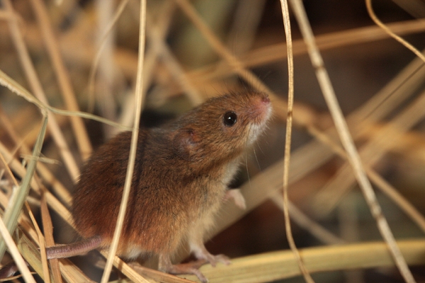 zwergmaus-micromys-minutus-foto-copyright-josef-limberger-tierpark-hellbrunn-salzburg-fdefb5bc54d5259ce749b552d93fa0fa